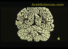 مشغل العلوم : كيف يتعلم الدماغ ؟
