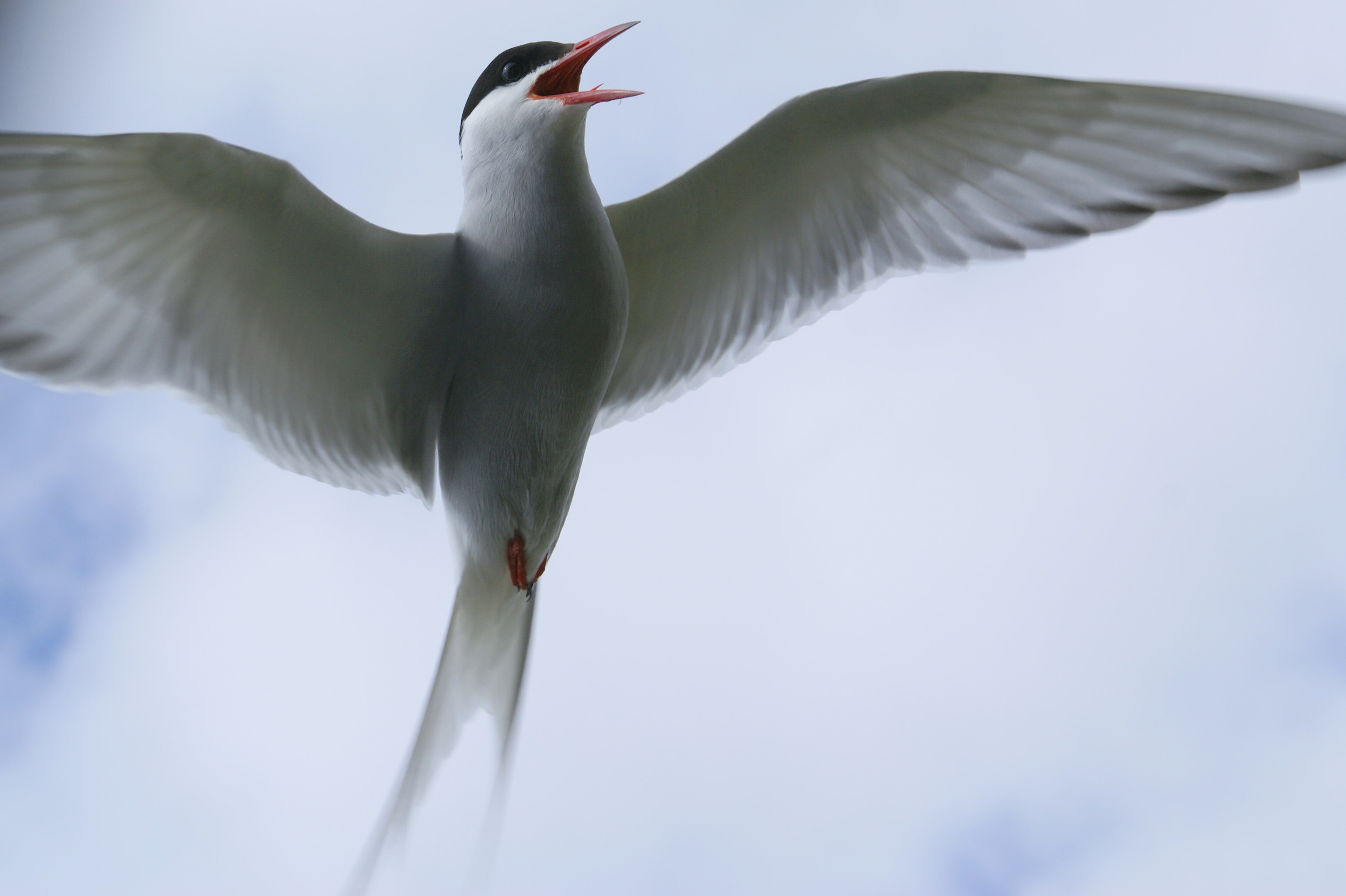 خطاف البحر Arctic Tern