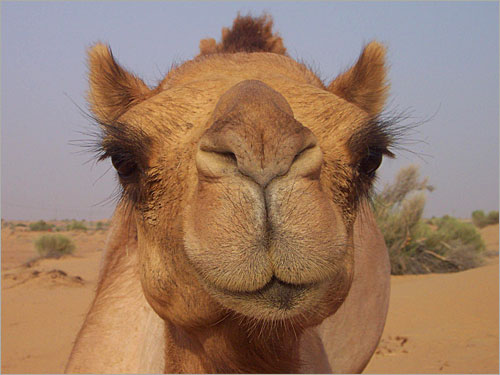 الجمل - Camel