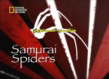 عناكب الساموراي