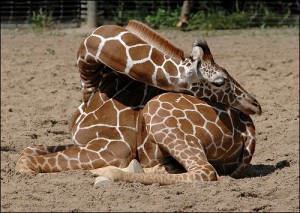 زرافة نائمة - sleeping giraffe