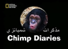 مذكرات شمبانزي