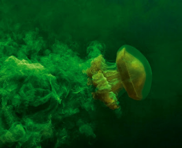 الصبغة الخضراء تُظهر أثر المياه التي يسحبها معه قنديل البحر وهو يسبح.