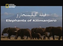 فيلة كيليمنجارو