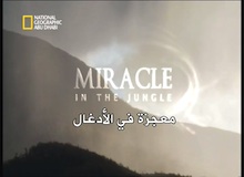 برنامج معجزة : معجزة في الأدغال