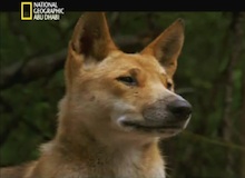 كلاب الدينغو الاسترالية