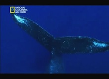 ألغاز الحيتان الحدباء