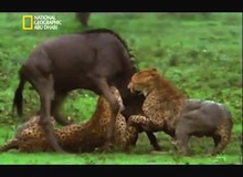 معارك الحيوانات
