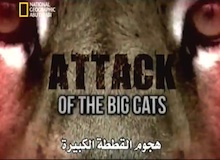 خاص : قطط كبيرة ـ هجوم القطط الكبيرة