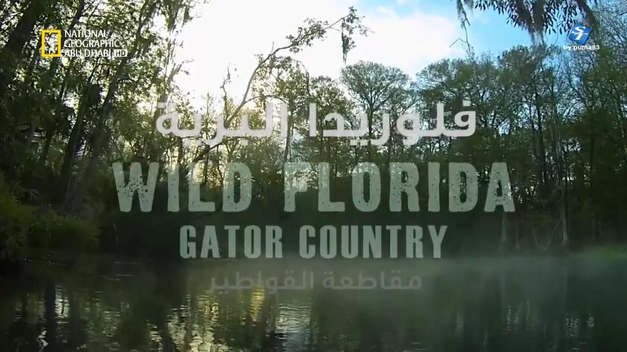فلوريدا البرية HD : قاطعة القواطير