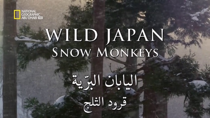 وجهات برية - اليابان البرية : قرود الثلج