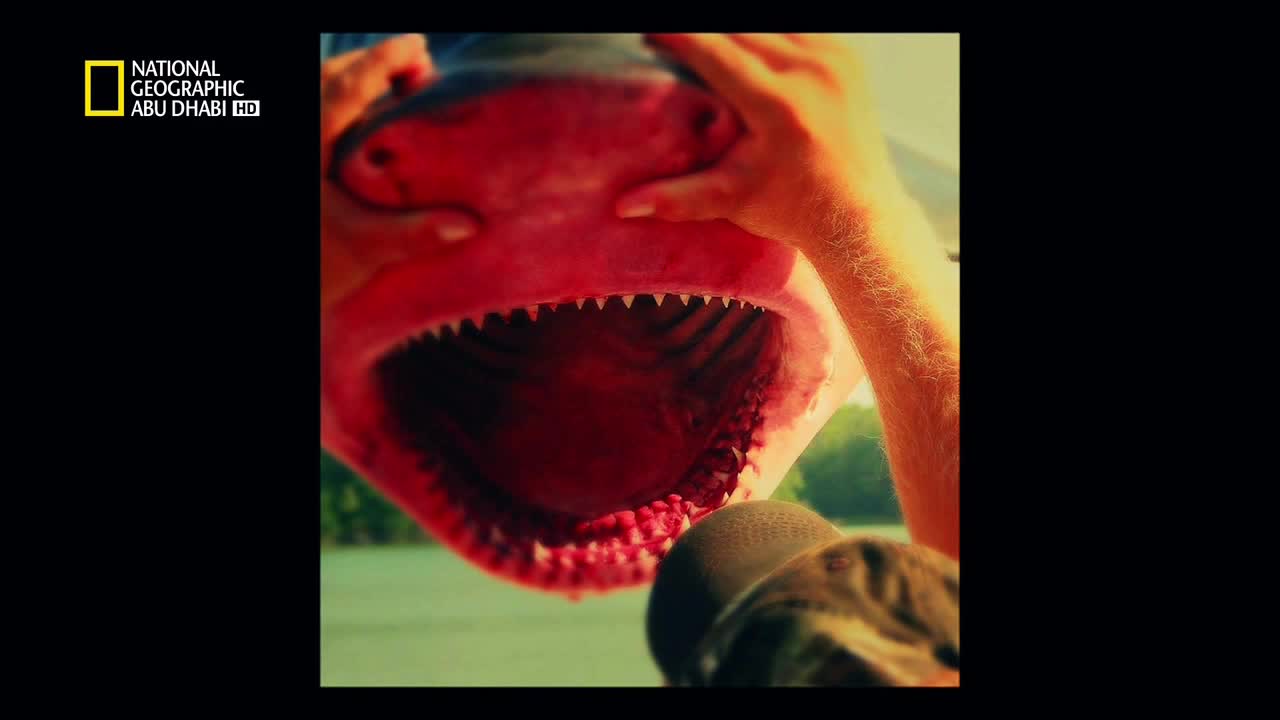 أسماك مخيفة HD : القرش النهري