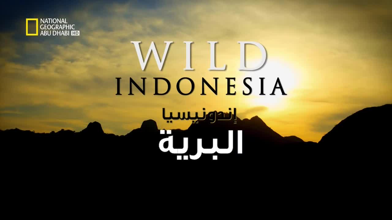 إندونيسيا البرية HD : عالم بابوا الضائع