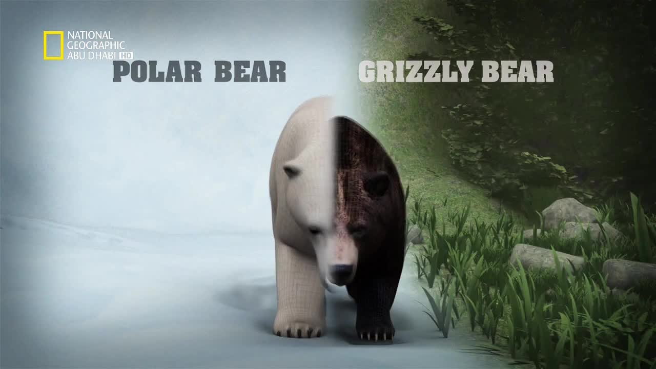 في سبيل الاكتشاف HD : الدب القطبي يواجه دب الجريزلي