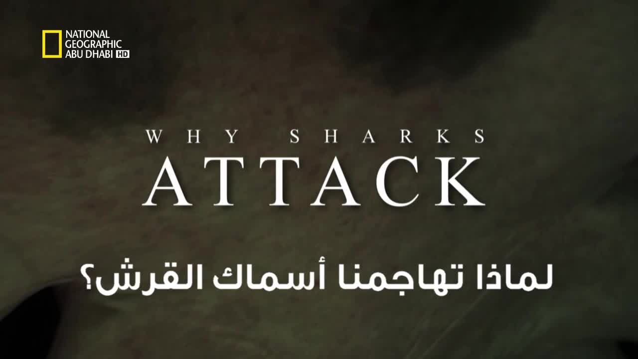 خاص القروش : لماذا تهاجمنا أسماك القرش ؟