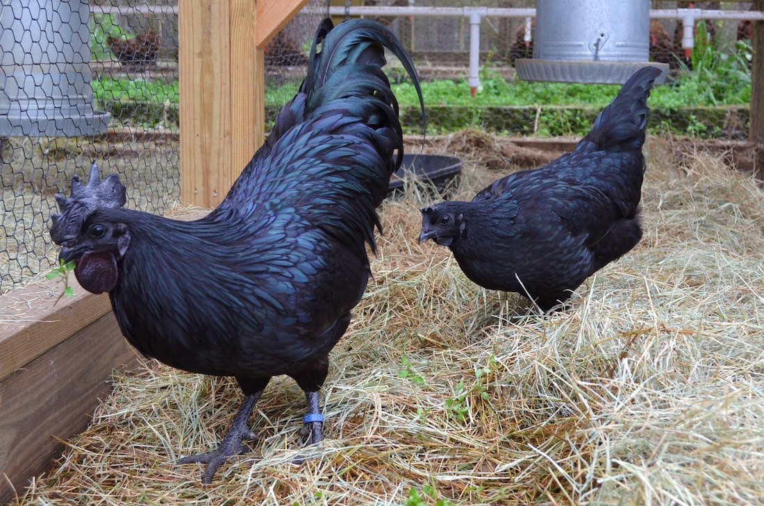 دجاج لامبورغيني : دجاج أسود اللون و اللحم و القلب