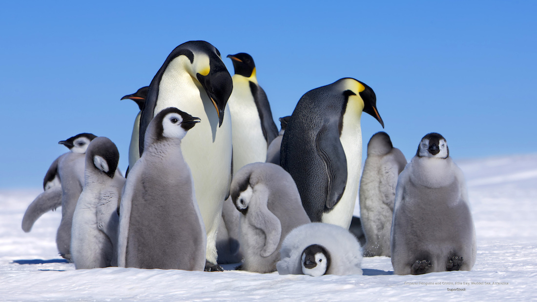 مقال - كيف يعيش البطريق الإمبراطوري في القطب المتجمّد؟