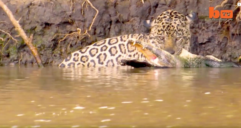 مقتطف - معركة شرسة بين نمر و تمساح
