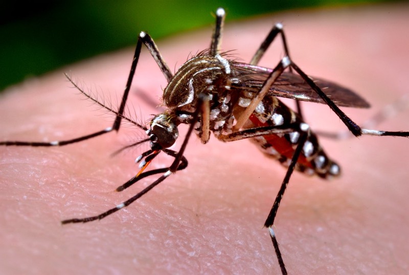 The Aedes aegypti mosquito