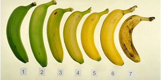 مقال - الموز الناضج أم الموز غير الناضج .. أيهما الأفضل؟