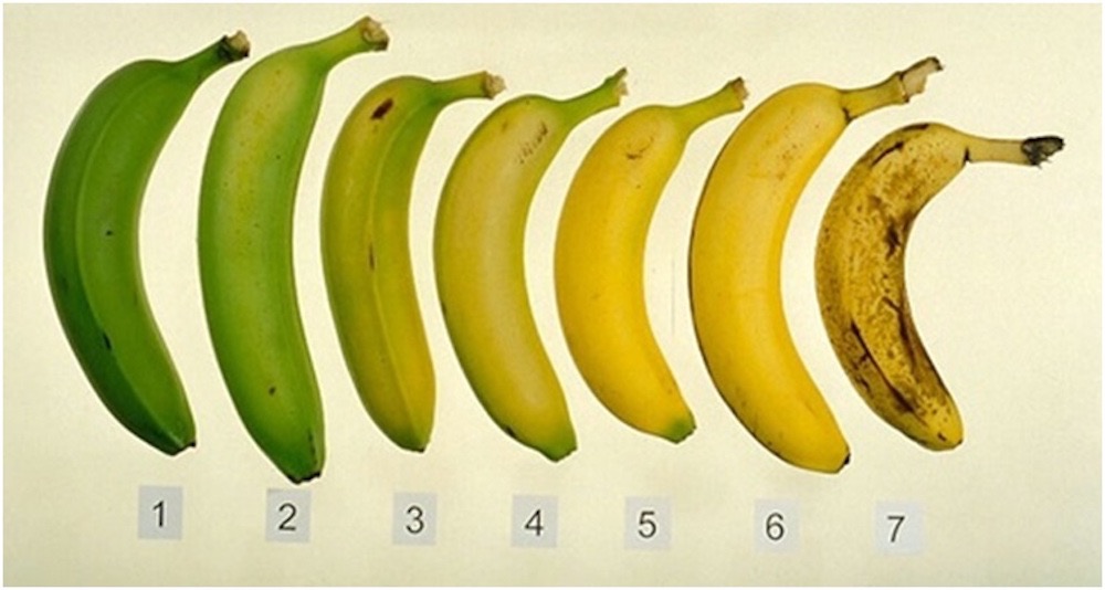 مقال - الموز الناضج أم الموز غير الناضج .. أيهما الأفضل؟