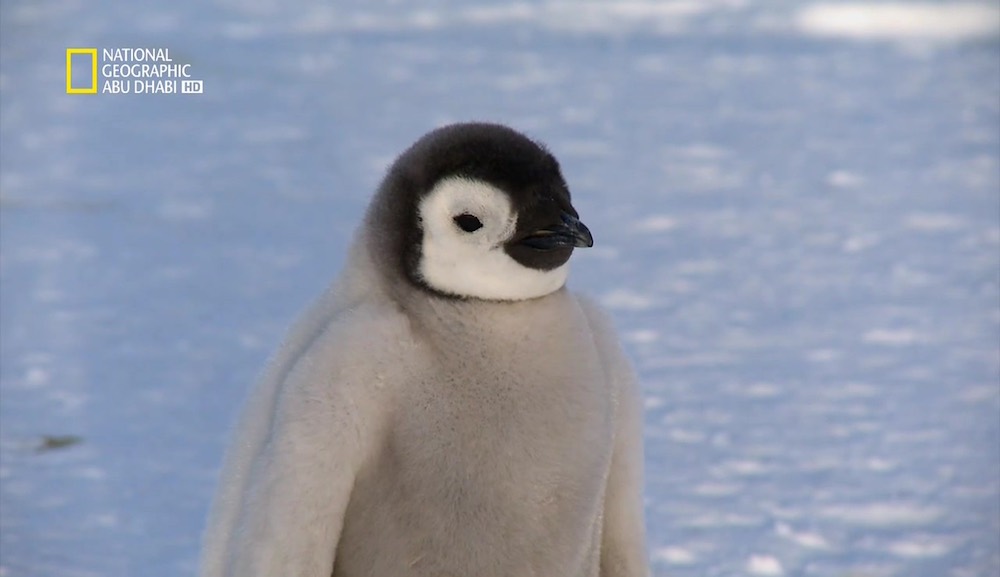 وجهات برية HD : الحياة البرية في القطب الجنوبي