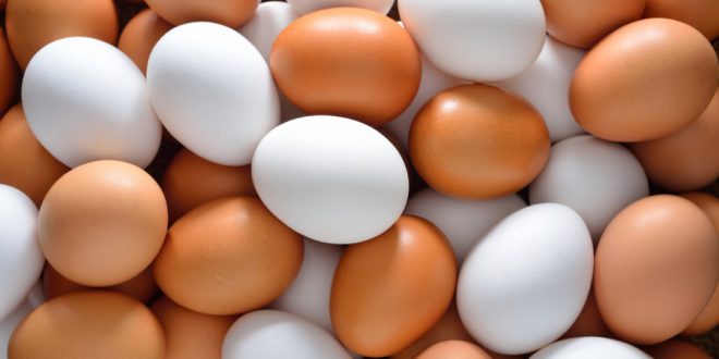 مقال - ما الفرق بين البيض الأبيض والبيض البني؟