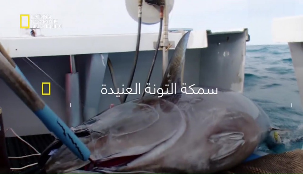 سمكة التونة العنيدة HD : الموسم 5 – ح7 : من يحصل على السمك