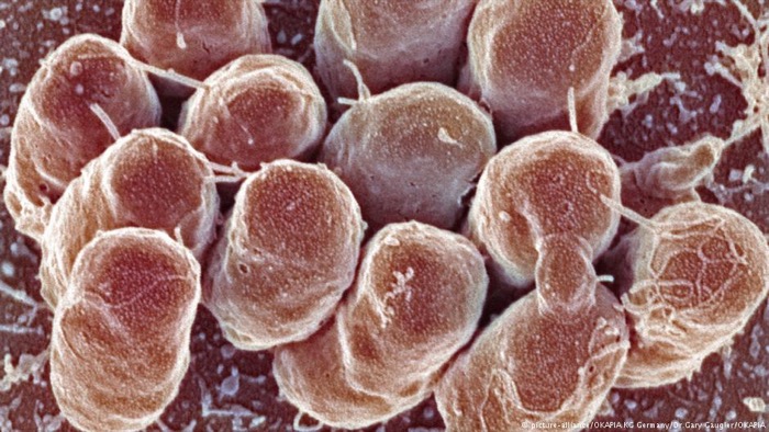 بكتيريا الكوليرا تحت المجهر الالكتروني