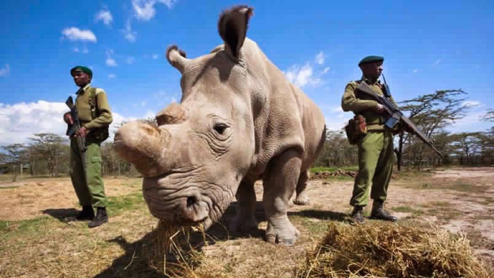 مقال : حيلة علمية لإنقاذ وحيد القرن الأبيض من الانقراض