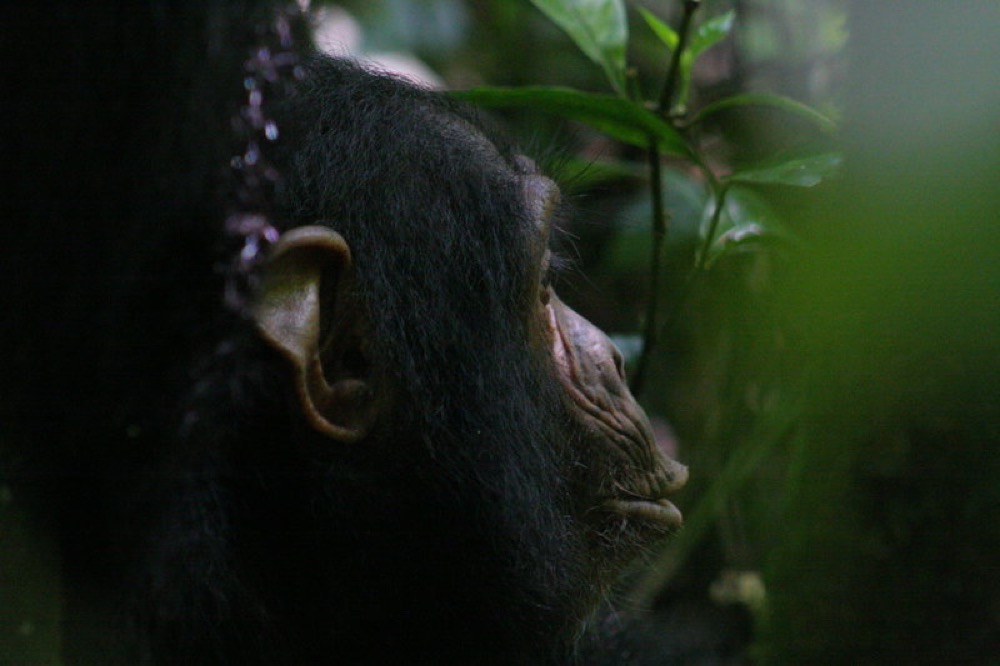 دراسة تكشف قدرات الشمبانزي "الإنسانية"
