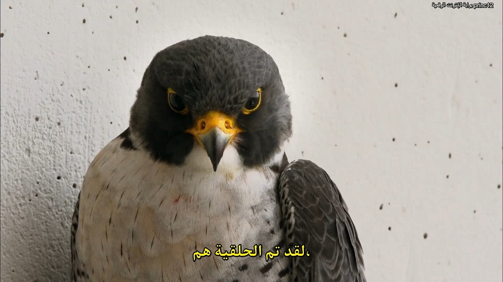 مترجم - أسرع طائر على جه الأرض World Fastest Animal