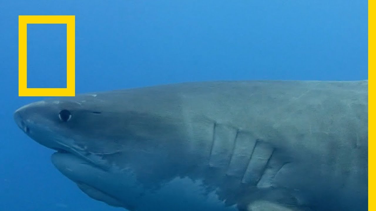 عندما تهاجم أسماك القرش - في المياه الضحلة