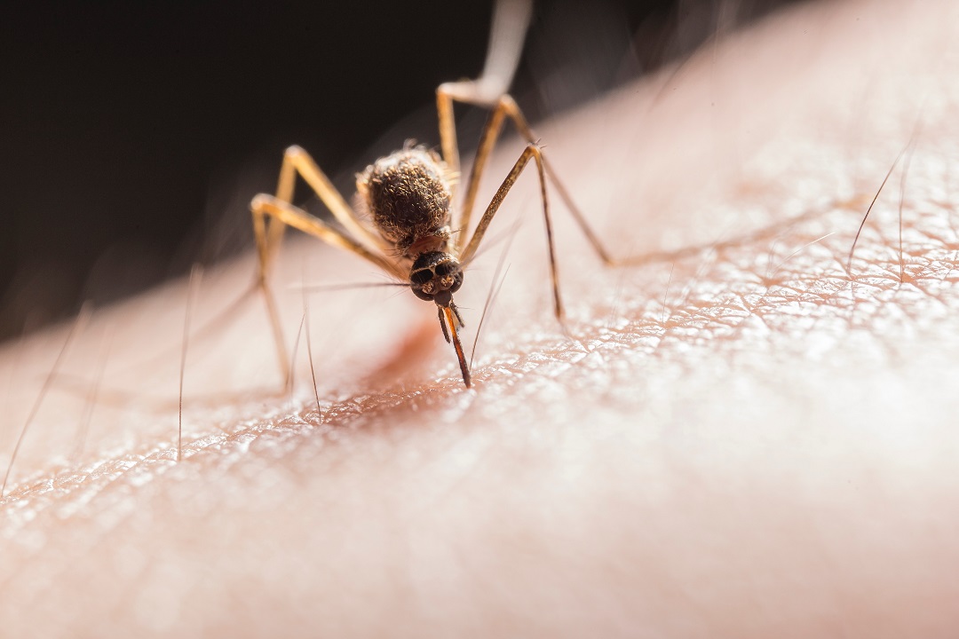 مقال – لماذا يختار البعوض لسع بعض الناس أكثر من غيرهم؟