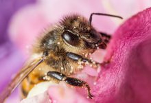 عاقبة السكر عند النحل