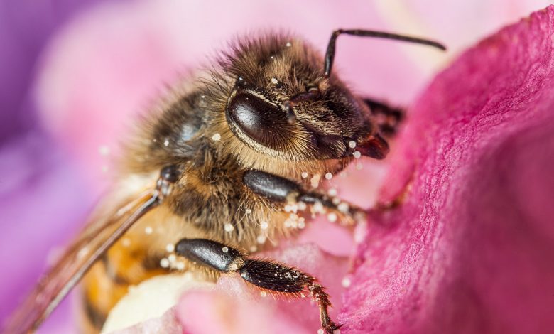 عاقبة السكر عند النحل