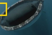 مجموعة القرش : منطقة القتل لأسماك القرش