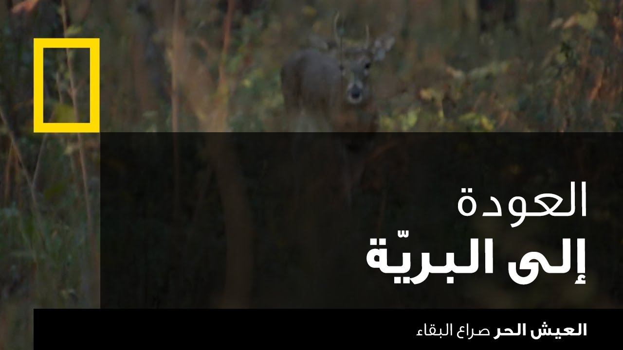 العيش الحر : صراع البقاء