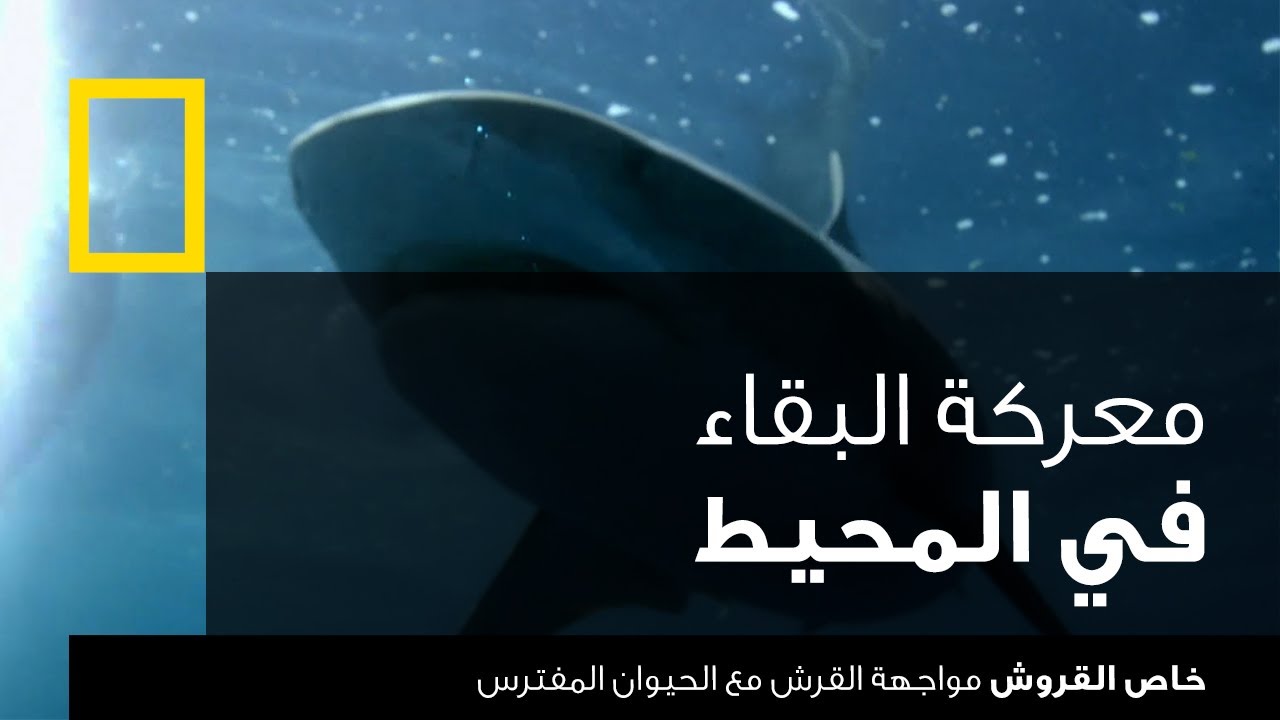 خاص القروش : مواجهة القرش مع الحيوان المفترس