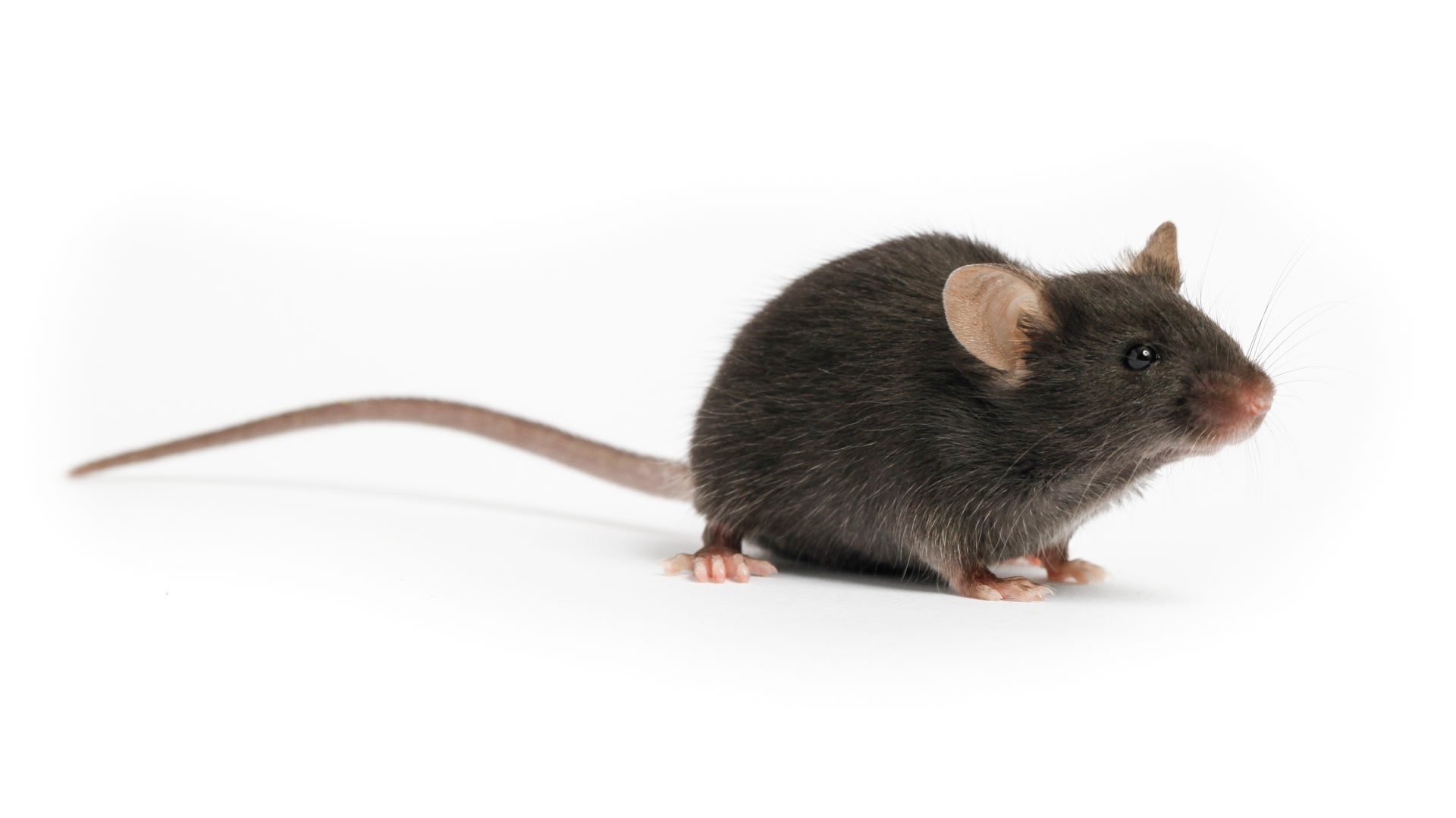 هل خلاص البشرية من كورونا يعتمد على هذا الفأر؟