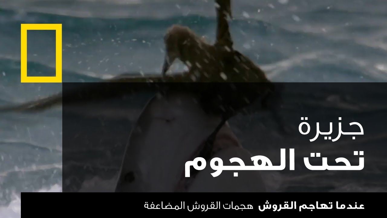 عندما تهاجم القروش - هجمات القروش المضاعفة