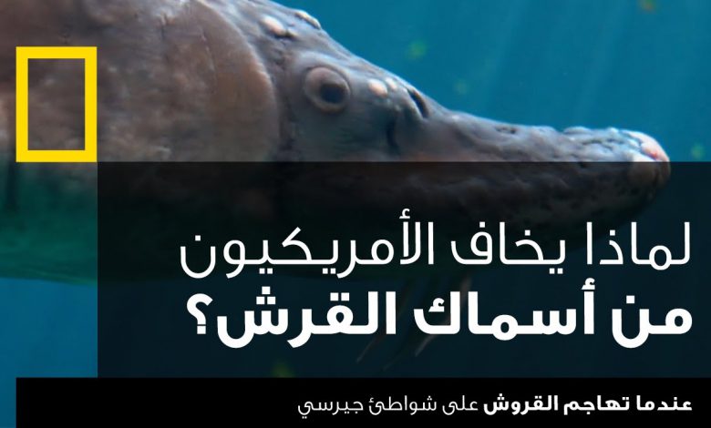 عندما تهاجم القروش - على شواطئ جيرسي