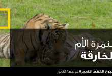 اسبوع القطط الكبيرة : مواجهة النمور