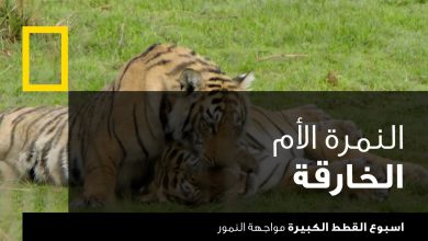 اسبوع القطط الكبيرة : مواجهة النمور