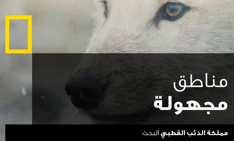 مملكة الذئب القطبي : البحث