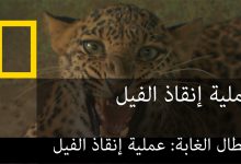 أبطال الغابة : عملية إنقاذ الفيل