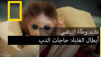 أبطال الغابة : حاجات الدب