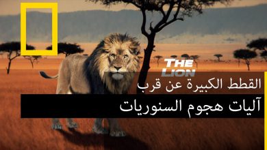 آليات هجوم السنوريات