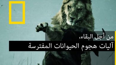 آليات هجوم الحيوانات المفترسة