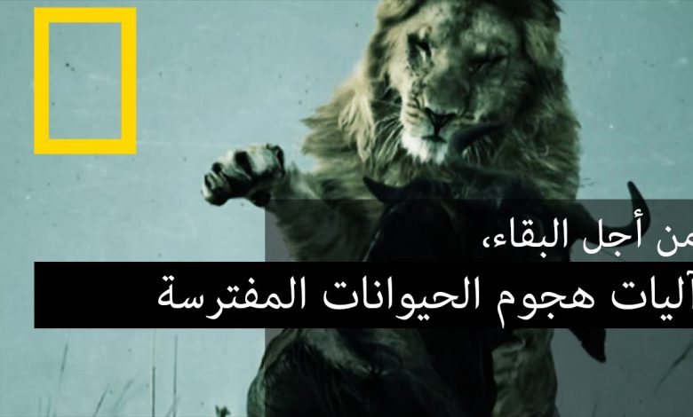 آليات هجوم الحيوانات المفترسة